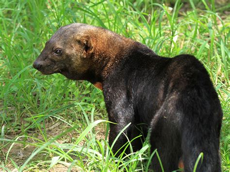 Tayra | Alexandria Zoo