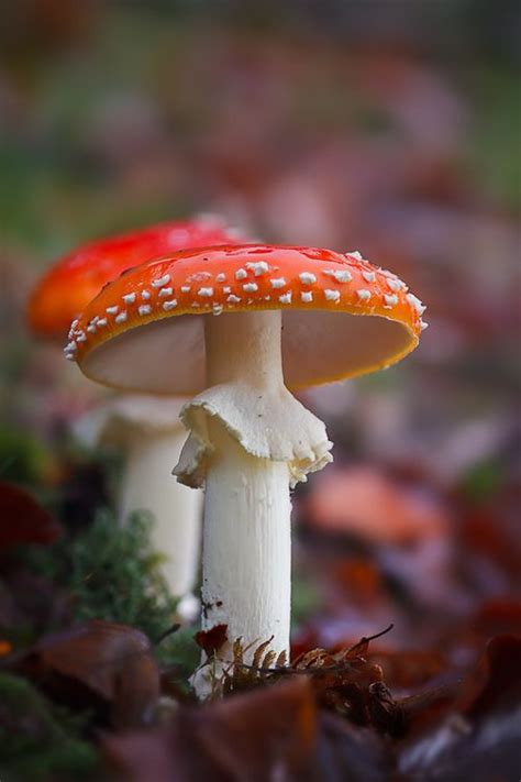 Memorable And Minute Mushroom Photography - Bored Art