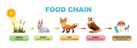 Food chain cartoon illustration showing grass, rabbit, fox, eagle ...