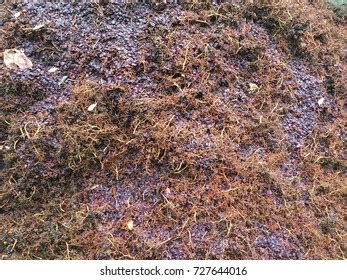 2,880 Pomace Stock Photos, Images & Photography | Shutterstock