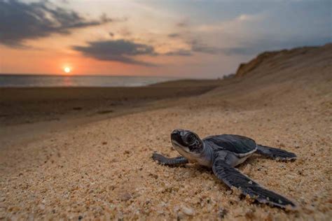 Sea Turtle Hatchlings