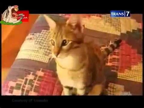 On The Spot Trans 7 7 Video Hewan Lucu Bersuara Manusia - YouTube