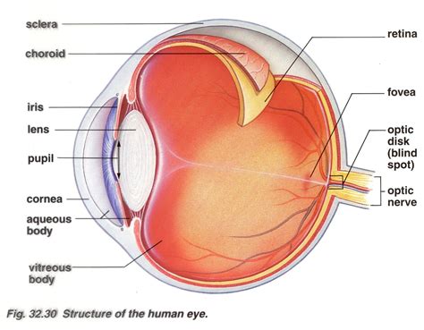 Brain Post: How Big is Your Blind Spot? | SnowBrains.com | Human eye ...