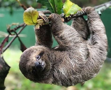 The Complete Guide to Sloths in Costa Rica