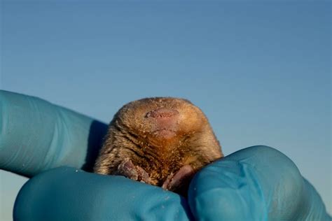 De Winton's Golden Mole Resurfaces After 8 Decades | HuffPost UK News