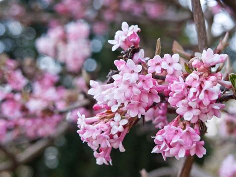 Viburnum × bodnantense 'Dawn' (Arrowwood)