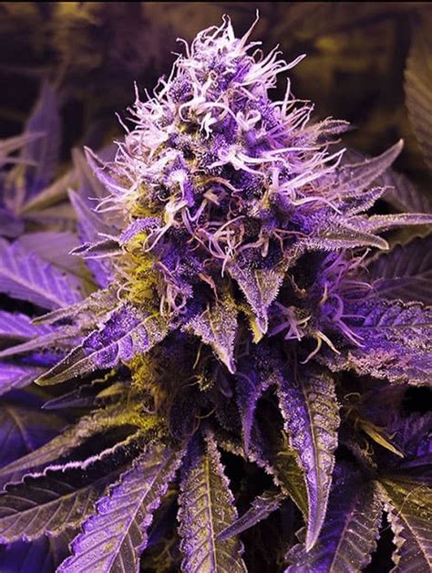 Purple Haze Feminized Seeds | The Seed Fair