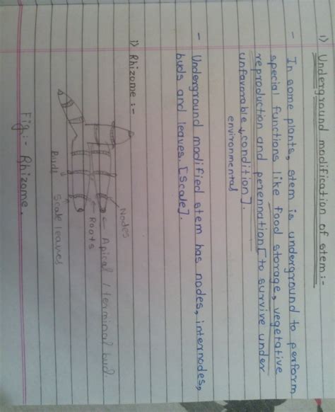 describe the underground modifications of a stem - Brainly.in