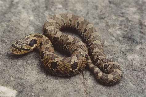 Eastern Hognose Snake - Facts, Habitat, Venom and Pictures