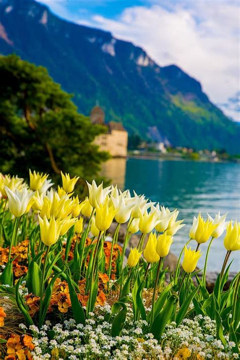 Flower Garden In Switzerland - Taha