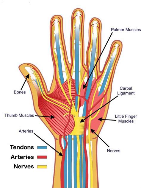 upper enters hand via carpal tunnel ir Anatomy Of The Hand Nerves para ...