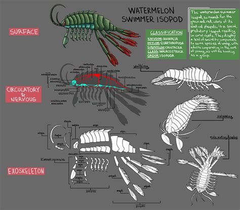 Isopod Anatomy - Anatomy Book