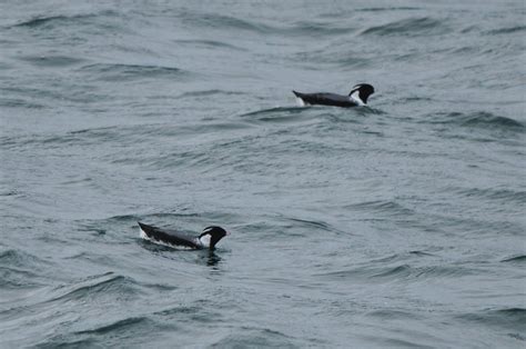 Ancient Murrelet - St. Paul Island Tour