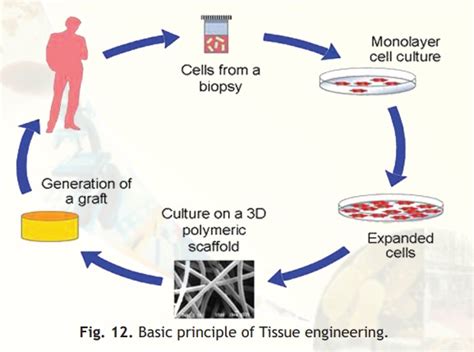 Tissue engineering