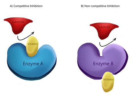 What Is A Substrate-enzyme Complex