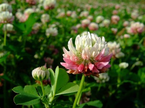 How to Grow Alsike Clover Plants - Plant Instructions