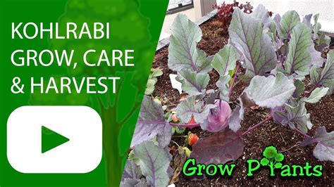 Kohlrabi plant - grow, care & harvest - YouTube