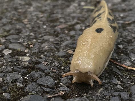 I really love Banana Slugs : r/pics