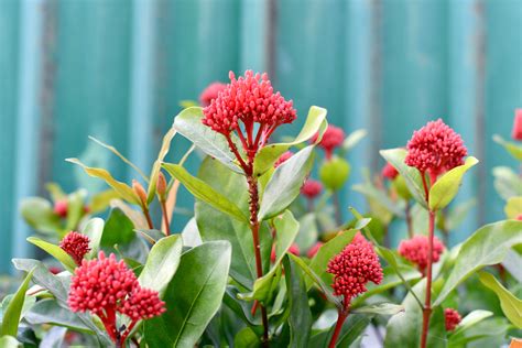 Ixora Plant Photos, Download The BEST Free Ixora Plant Stock Photos ...