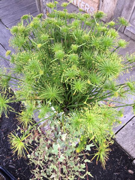 CYPERUS PAPYRUS 'LITTLE PRINCE' – Horlings Plants