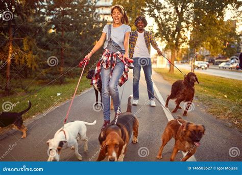 Professional Dog Walker - Funny Walking with with Dogs Stock Image ...