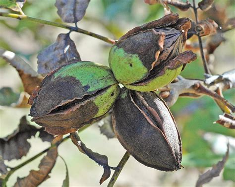 Northern Pecans: October 2013