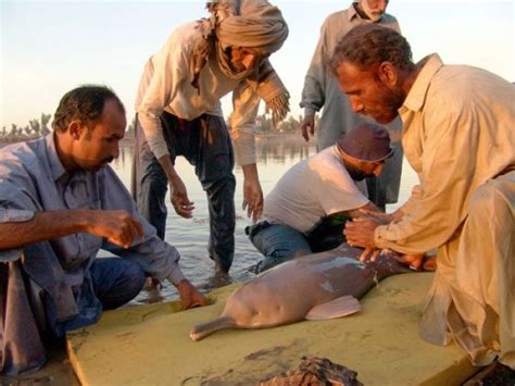 Pod of Rare Indus River Dolphins Spotted in Punjab - India's Endangered