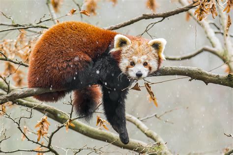 Red Panda Photography Tours - India Wildlife Photo Safaris