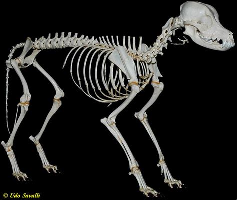 18 best Dog skeleton images on Pinterest | Dog skeleton, Skeletons and ...