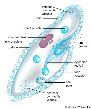 protozoan - Students | Britannica Kids | Homework Help