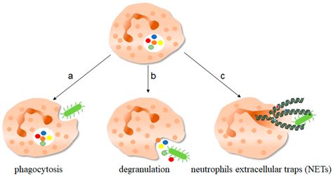 IJMS | Free Full-Text | Mechanisms of Neutrophil Extracellular Trap ...