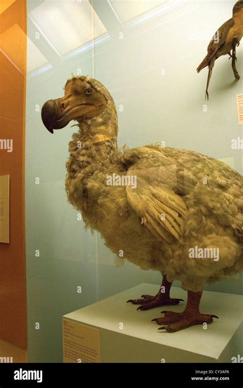 Dodo bird museum hi-res stock photography and images - Alamy