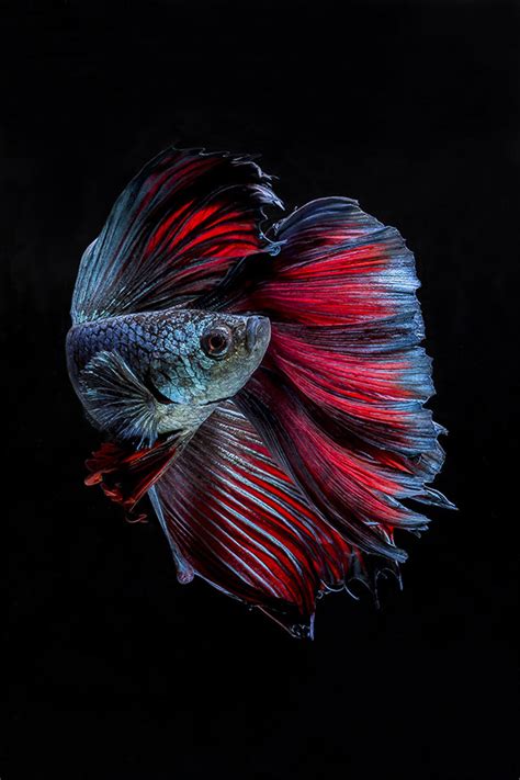 Tips & Tricks: Aquarium Photography for Betta Fishes