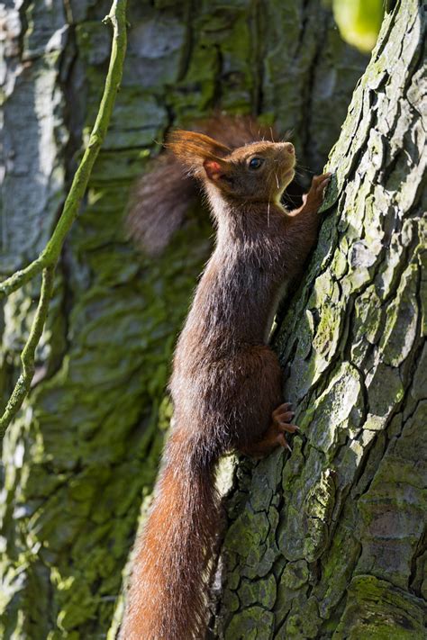 Squirrel climbing on the tree | We also saw a few squirrels … | Flickr