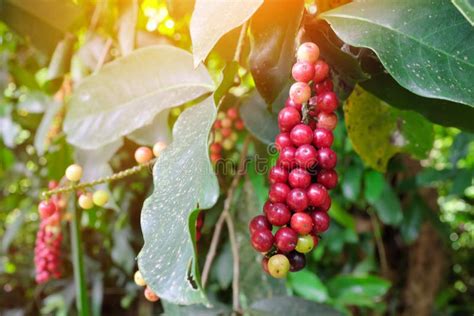 Ripe Bignay Fruit and Green Leaves Stock Photo - Image of leafy ...