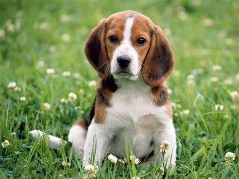 beagle pups - Baby Animals Photo (19818277) - Fanpop