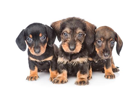 Dachshund Puppies For Sale