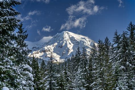 Winter Snow On Trees Mount Rainier Fine Art Photo Print | Joseph C. Filer