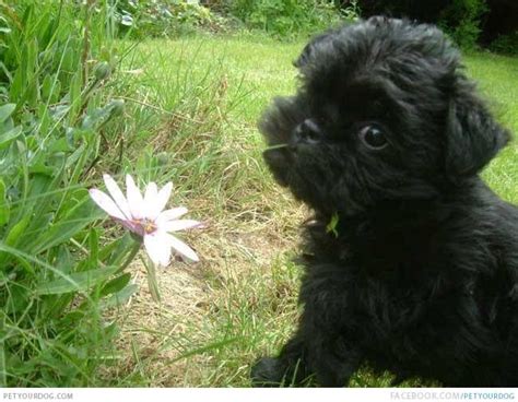 Affen terrier | Affenpinscher puppy, Affenpinscher dog, Cute dogs