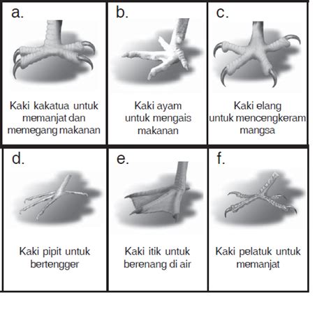 Penyesuaian Makhluk Hidup dengan Lingkungannya