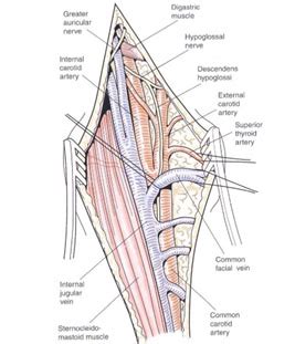 Carotid Endarterectomy Technique | Society for Vascular Surgery