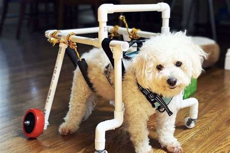 Pet Sitter Builds Free Wheelchair for Dog Client Cody