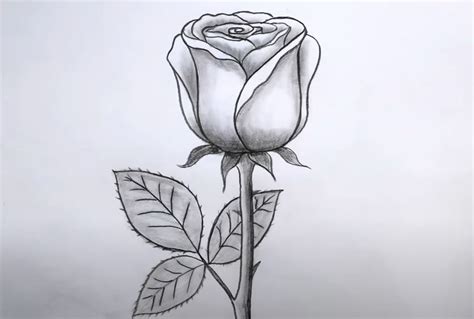 How To Draw A Rose Step By Step With Pencil