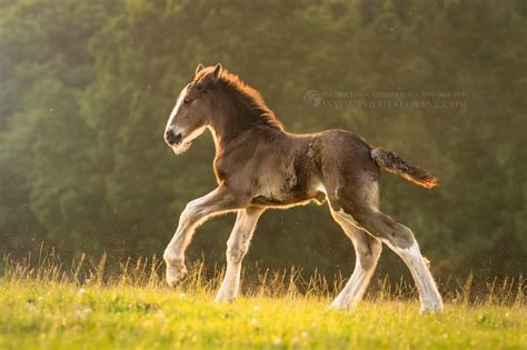 shire horse foal | Horses, Horse breeds, Baby horses