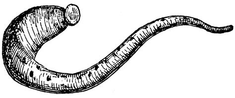 Medicinal Leech | ClipArt ETC