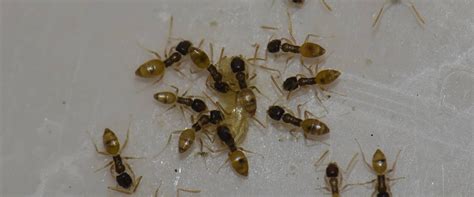 Learn More About Argentine Ants and How to Control Them