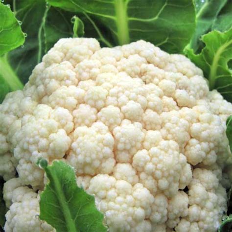 Organic Snowball Cauliflower Seeds - Natural Seed Bank