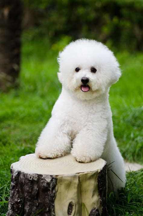 比熊 Bichon Frise | Alfred M. | Flickr