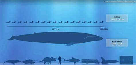 Blue Whale Size Comparison