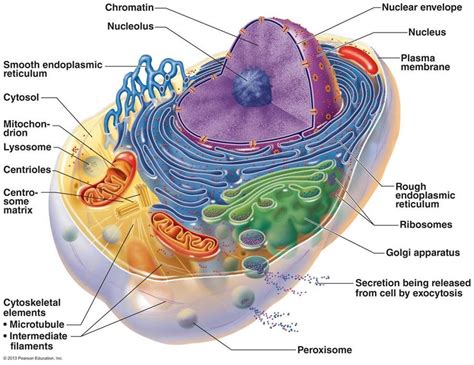 1.1: Structure of the generalized cell [27]. | Download Scientific Diagram